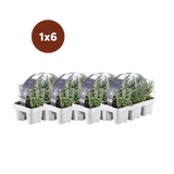 1x 6 pack Lavendel angustifolia - 15 cm - Ø7
