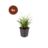 6x Carex morrowii - ↕10-25cm - Ø9cm