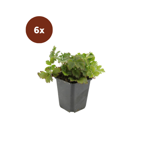 6x Waldsteinia ternata - 10-25cm - Ø9