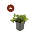 6x Waldsteinia ternata - 10-25cm - Ø9
