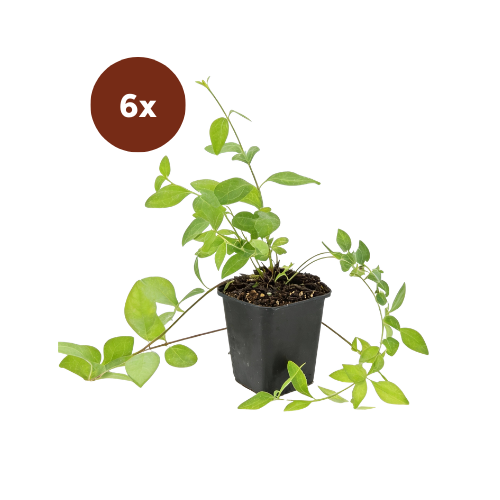 6x Vinca major « Alba » - ↕10-25 cm - Ø9 cm