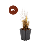 12x Calamagrostis Brachytricha - 10-25 cm - Ø9