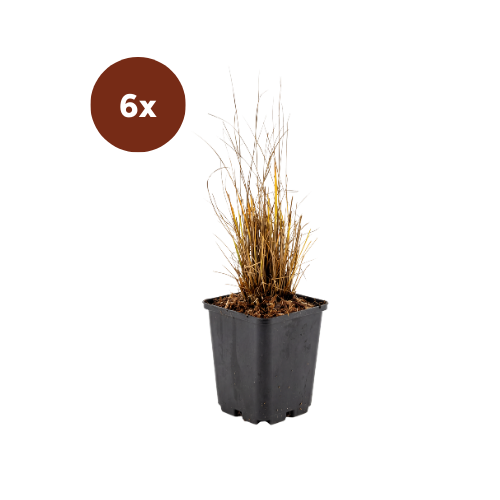 6x Calamagrostis Brachytricha - 10-25cm - Ø9
