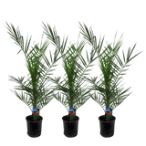 3x Phoenix Canariensis - 80 cm - Ø15