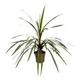 Cordyline Peko - 90 cm - Ø24