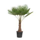 Trachycarpus Fortuneii - 180-200 cm - Ø40