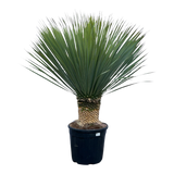 Yucca Rostrata - 140 cm - Ø45