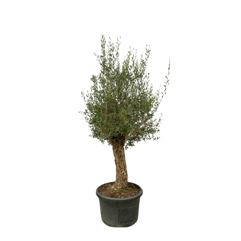 Olea Europaea Bonsai - 250 cm - Ø65