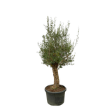 Olea Europaea Bonsai - 250 cm - Ø65