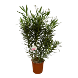 Nerium Arbuste laurier-rose avec fleur blanche - 160 cm - Ø32