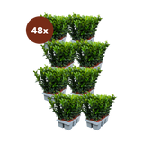 48 x Euonymus 'Green Spire' - 15 cm - Ø7