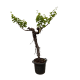 Druivenboom (Vitis Vinifera) stam vertakt - 220 cm - Ø55