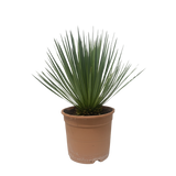 Yucca Rostrata - 60 cm - Ø24