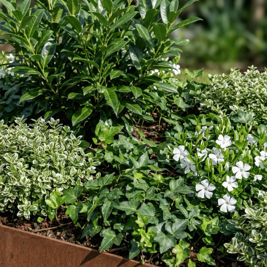 Borderpakket: Groene Oase