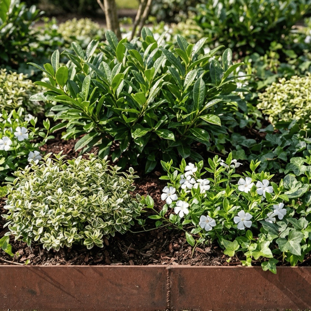 Borderpakket: Groene Oase