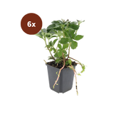 6x Pachysandra Terminalis - 10-25 cm - Ø9