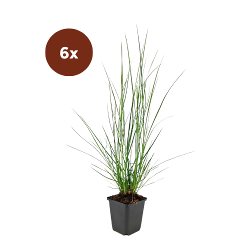 6x Pennisetum Alopecuroides 'Hameln' - 10-25 cm - Ø9