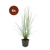 6x Pennisetum Alopecuroides 'Hameln' - 10-25 cm - Ø9