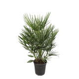 Chamaerops Humilis - 100 cm - Ø21