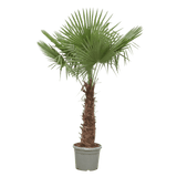 Trachycarpus Fortunei - 240-270 cm - Ø40-Ø55