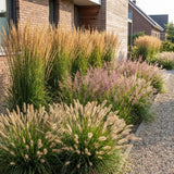 Borderpakket Wuivende Prairie 3–7 m²