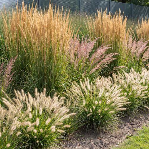 Borderpakket Wuivende Prairie 3–7 m²