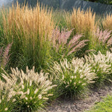 Borderpakket Wuivende Prairie 3–7 m²