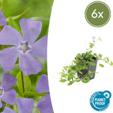 6x Vinca minor - 10-25cm - Ø9