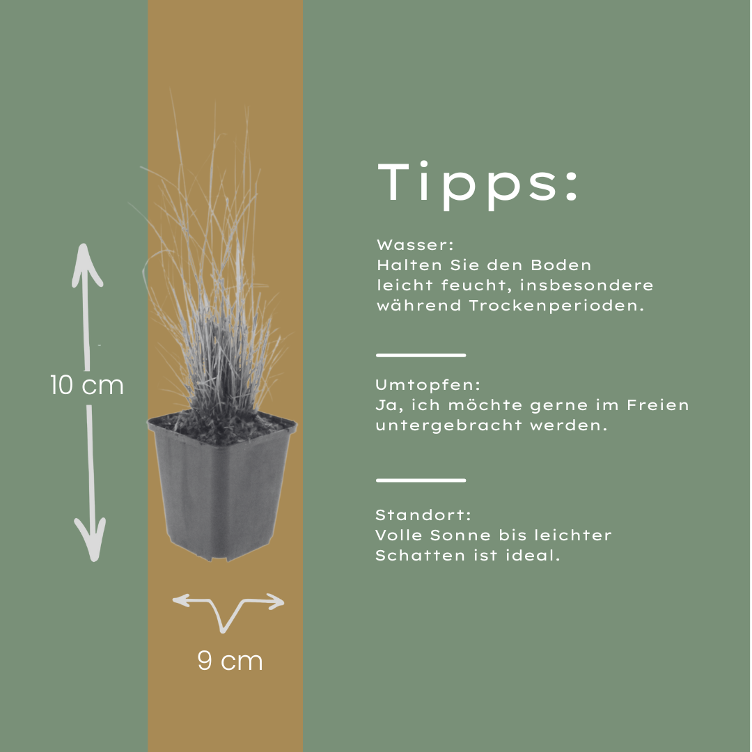 6x Calamagrostis Brachytricha - 10-25cm - Ø9