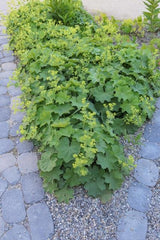 24x Alchemilla mollis - 10-25cm - Ø9