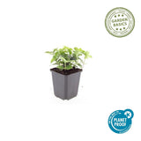 48x Cornus canadensis - 10-25cm - Ø9