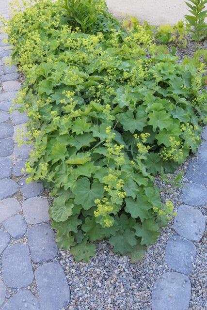 48x Alchemilla mollis - 10-25cm - Ø9