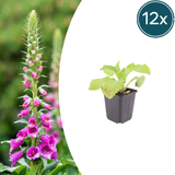 12x Digitalis Purpurea - 10-25 cm - Ø9