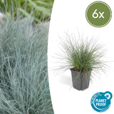 6x Festuca glauca 'Elijah Bleu' - 10-25cm - Ø9