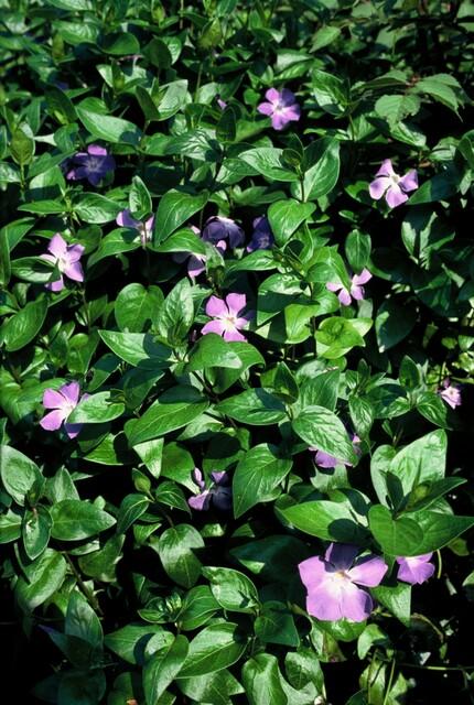 12x Vinca major - 10-25cm - Ø9