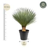 Yucca Rostrata - 100-120 cm - Ø40