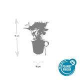 6x Pachysandra Terminalis - 10-25 cm - Ø9