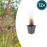 12x Calamagrostis Brachytricha - 10-25 cm - Ø9
