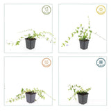 48x Vinca minor 'Blue and Gold' - 10-25cm - Ø9