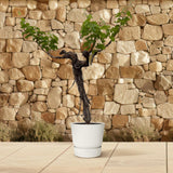 Druivenboom (Vitis Vinifera) stam vertakt - 220 cm - Ø55