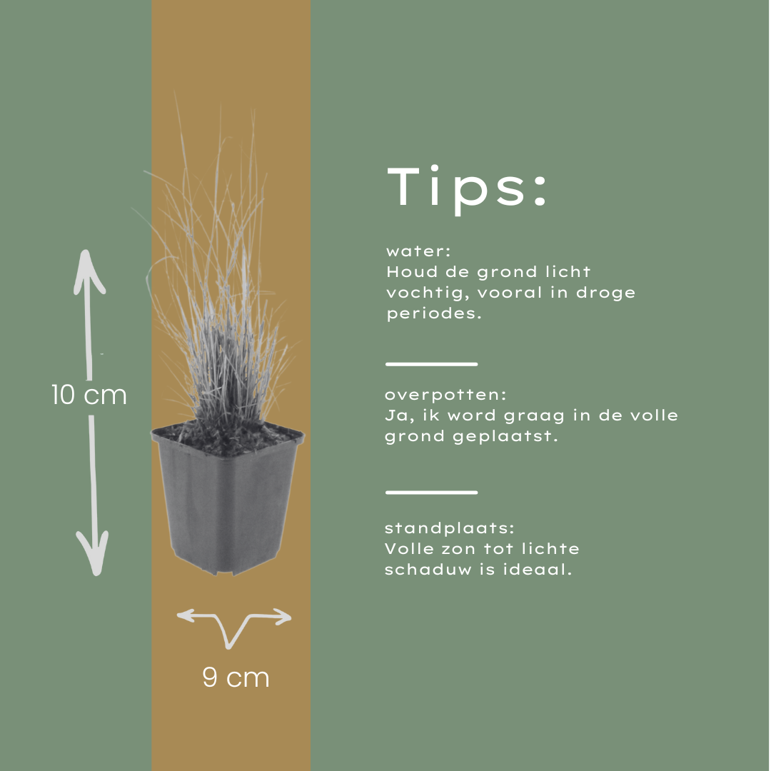 6x Calamagrostis Brachytricha - 10-25cm - Ø9