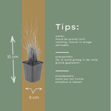 6x Calamagrostis Brachytricha - 10-25cm - Ø9