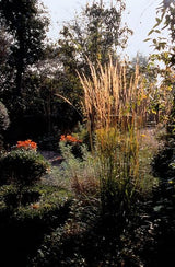 60x Calamagrostis acut. 'Karl Foerster'  - 10-25cm - Ø9