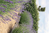 1x 6 pack Lavendel angustifolia - 15 cm - Ø7