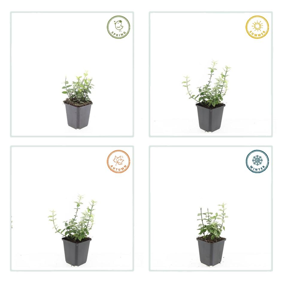 6x Euonymus fort. 'Harlequin' - 10-25cm - Ø9