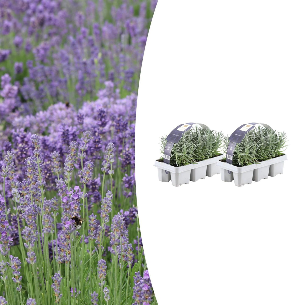 2x 6 pack Lavendel angustifolia - 15 cm - Ø7