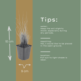 12x Calamagrostis Brachytricha - 10-25 cm - Ø9