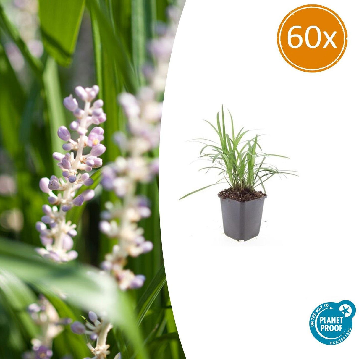 60x Liriope muscari 'Monroe White' - 10-25 cm - Ø9