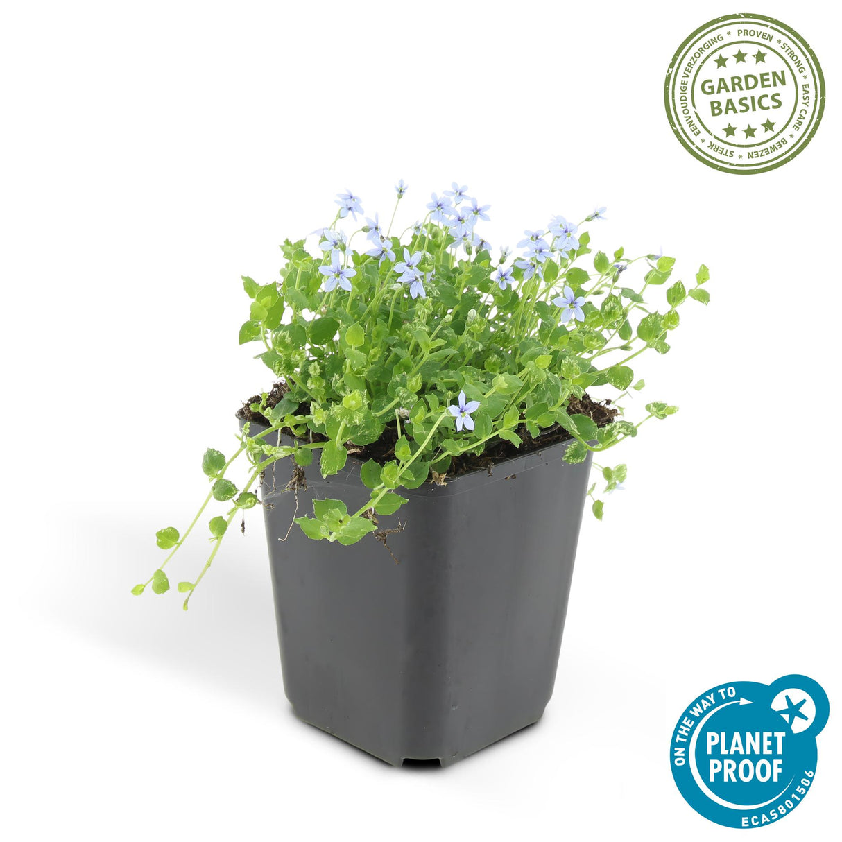 24x Isotoma fluviatilis - 10-25cm - Ø9