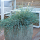 6x Festuca glauca 'Elijah Bleu' - 10-25cm - Ø9